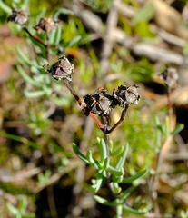 Lampranthus purpureus