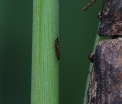 Thrips