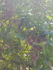 Ailanthus altissima