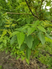 Acer negundo