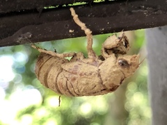 Cryptotympana atrata