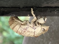 Cryptotympana atrata