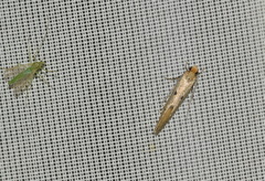 Tinea trinotella