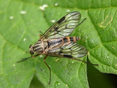 Rhagio scolopaceus