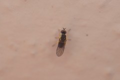 Mythicomyiidae