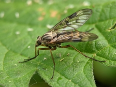 Rhagio scolopaceus