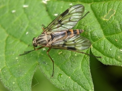 Rhagio scolopaceus
