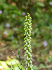 Umbilicus heylandianus