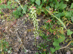 Umbilicus heylandianus