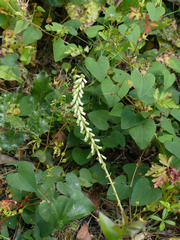 Umbilicus heylandianus