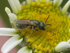 Halictus gemmeus
