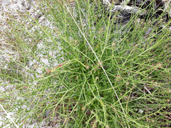 Lepidium desvauxii