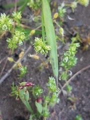 Scleranthus perennis