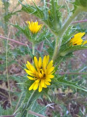 Scolymus hispanicus