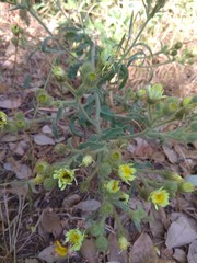 Andryala integrifolia