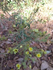 Andryala integrifolia