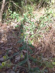 Andryala integrifolia