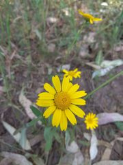 Coleostephus myconis