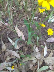 Coleostephus myconis