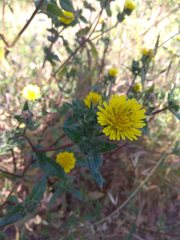 Helminthotheca echioides