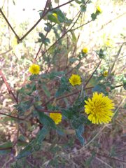 Helminthotheca echioides