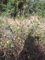 Helminthotheca echioides