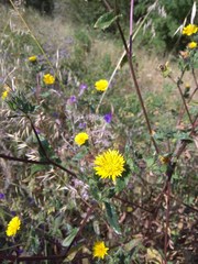 Helminthotheca echioides