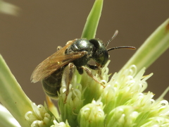Halictus gemmeus