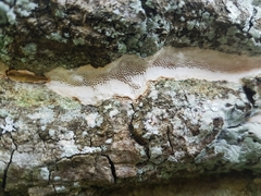 Haploporus tuberculosus