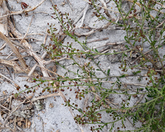 Lepidium desvauxii