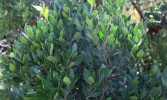 Robsonodendron eucleiforme