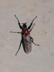 Bibio hortulanus