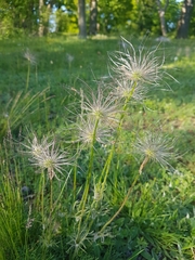 Pulsatilla vulgaris