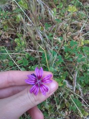Malva sylvestris