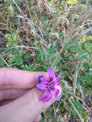 Malva sylvestris