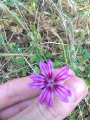 Malva sylvestris