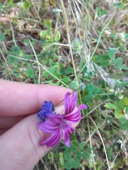 Malva sylvestris