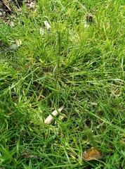 Lolium perenne perenne