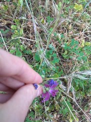 Malva sylvestris