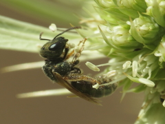 Halictus gemmeus