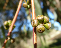 Eucalyptus macarthurii