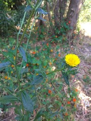 Helminthotheca echioides