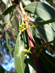 Eucalyptus macarthurii