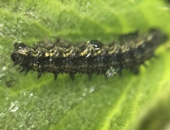 Lepidoptera