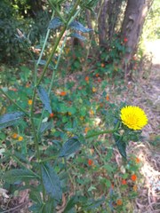 Helminthotheca echioides