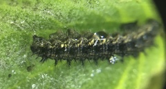 Lepidoptera