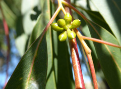 Eucalyptus macarthurii
