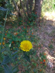 Helminthotheca echioides