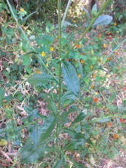 Helminthotheca echioides