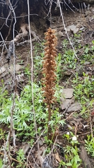 Orobanche coerulescens